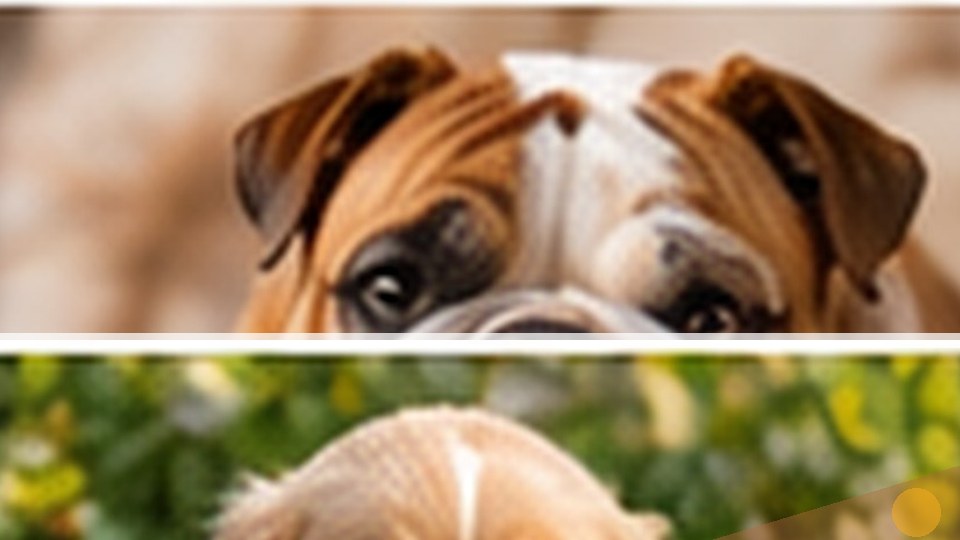 Dog editorial featured image 14