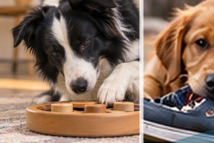 Dog editorial featured image 60