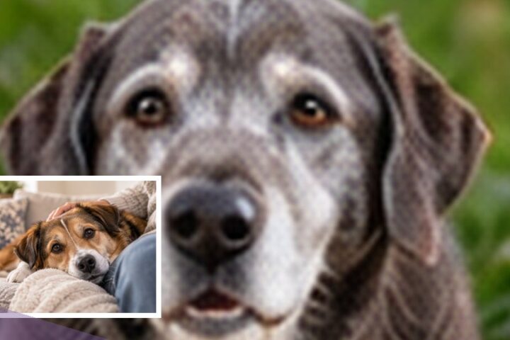 Dog editorial featured image 63