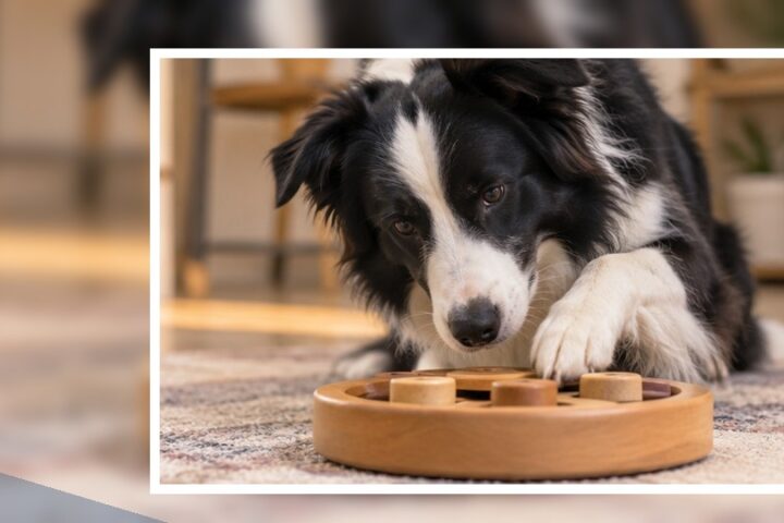 Dog editorial featured image 65