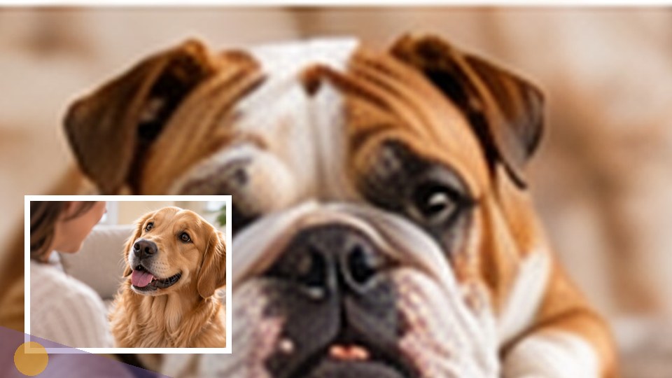 Dog editorial featured image 87