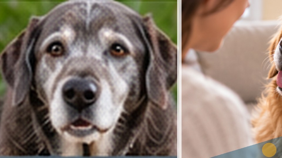 Dog editorial featured image 96