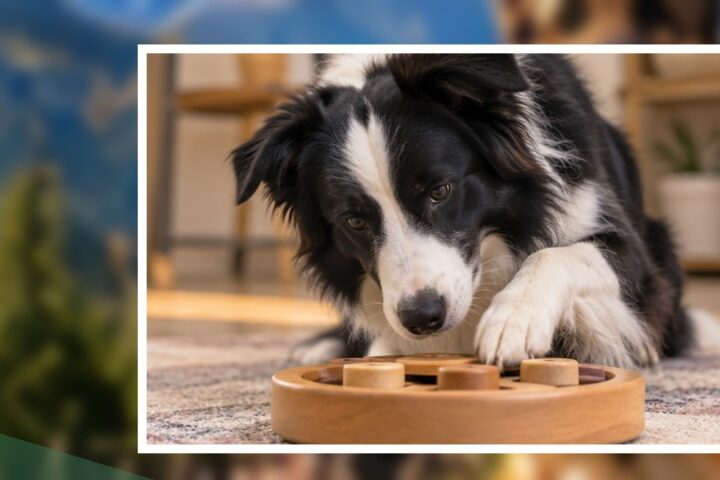 Dog editorial featured image 97